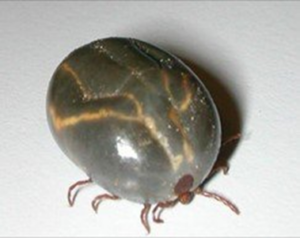 Types of Ticks - TickBoss