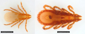 Types of ticks - TickBoss